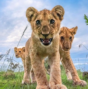 Three cute little lions cubs looking at camera