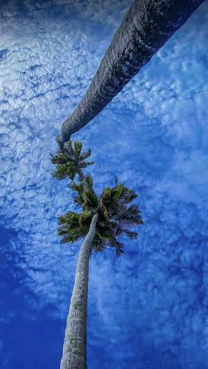 View bottom up of palm trees