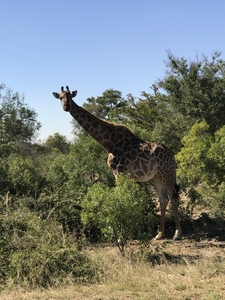 Giraffe from the Kruger NationalPark