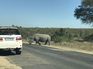 Rhino crossing the road at Kruger National Park