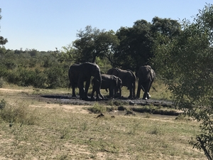 A herd of Elephants at Kruger Park