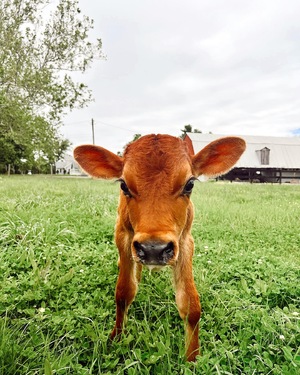 4 day old bull calf enjoying the sunshine!
