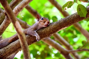 Squirrel lying on branch on a hot day