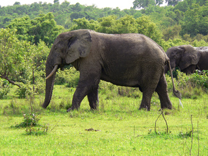 Elephants in Mole Reserve park