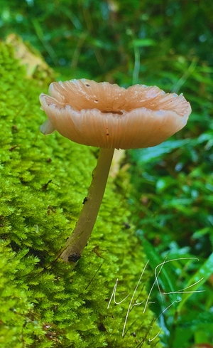 Mushrooms in the Knysna bush South Africa