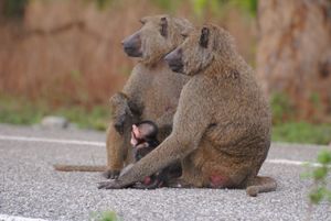 Two baboon monkeys sitting with young