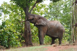 Elephant looking for food in tree with trunk