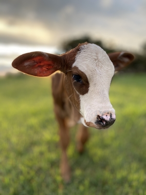 Close up of calf looking at camera