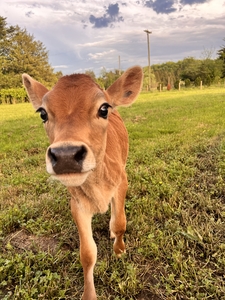 Close up of calf looking at camera