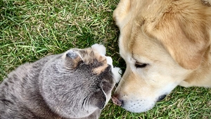 dog and cat sleeping head to head on grass