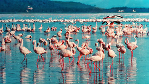 A group of flamingos looking for food on the beach