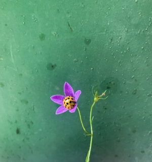 Ladybird inside purple flower