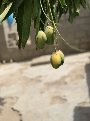 Little Mangoes in tree