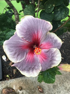 hibachi purple N pink flower