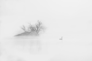 Morning fog over the lake with swan and tree