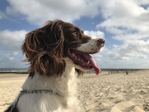 close-up springer spaniël dog at the beach