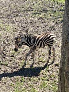 newborn zebra calf