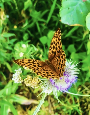 Spotted butterfly and purple flower