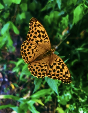 Beautiful orange spotted butterfly