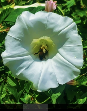 Very nice white flower and bee