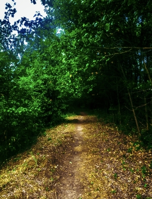 A beautiful path in the forest