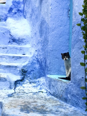 Cat in the blue city of Morocco , Chefchaouen