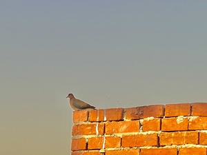 One bird on a brick wall