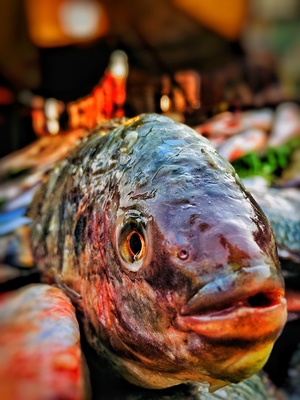 Close up of fish on the market