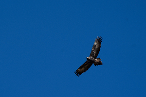 Flying eagle against blue sky