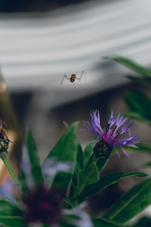 a wasp is flying over a purple flower