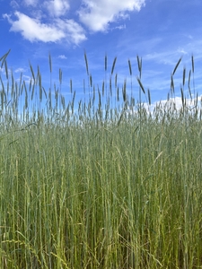 Tall wheat grass on a sunny day