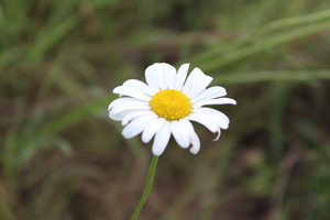 Close up of daisy
