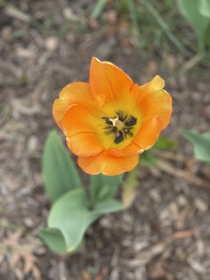 Close up of orange tulip