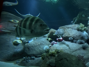 Sea aquarium