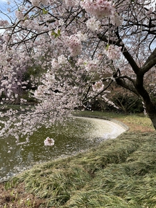 Tree blossom along pond