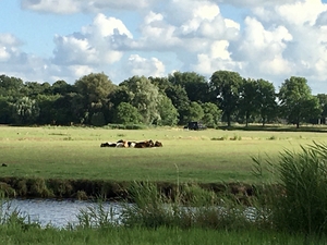 A meadow with cows and a ditch