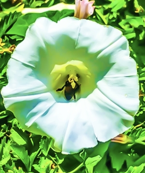 A bee inside a white flower