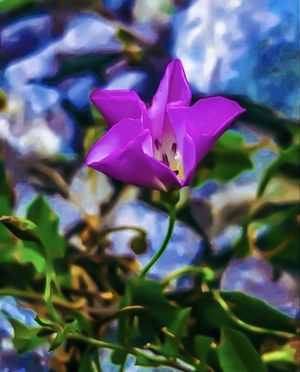 Amazing purple flower