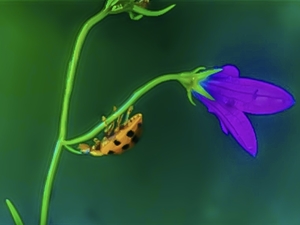Ladybird on a beautiful purple flower