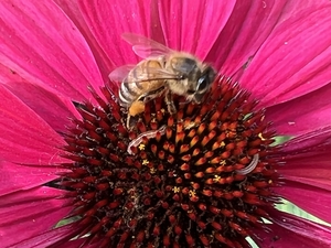 Close-Up Of Bee Pollinating On Pink Flower