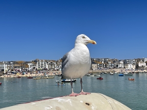 Seagull in harbour St Ives Cornwall