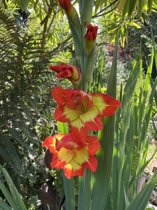 Red Gladioli in the Garden