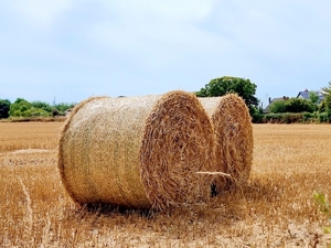Two hay rolls on the field