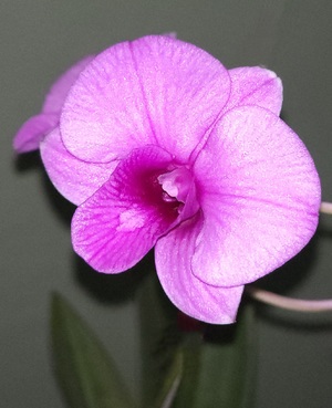 Flower of Denphal orquid