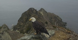 Bald Eagle sitting on rock along the coast