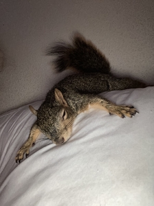 Sleeping eastern grey squirrel
