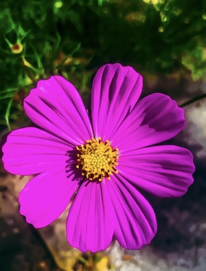Amazing pink flower