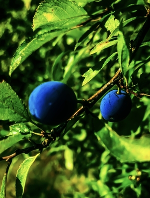 Blue blackthorns