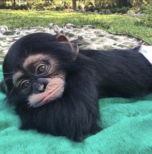baby chimpansee lying on blanket looking at camera