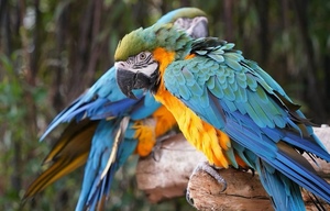 2 parrots close up photo